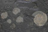 Dactylioceras Ammonite Cluster - Posidonia Shale, Germany #240201-2